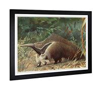 Big Box Art Framed Print of Vintage Karl Ludwig Hartig Giant Ant-Eater Design | Wall Art Picture | Home Decor for Kitchen, Living Room, Bedroom, Hallway, Black, A2 / 24.5x18 Inch / 62x45cm