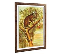 Big Box Art Framed Print of Vintage Marmoset Design | Wall Art Picture | Home Decor for Kitchen, Living, Dining Room, Lounge, Bedroom, Hallway, Office, Walnut, A2 / 24.5x18 Inch / 62x45cm