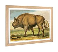 Big Box Art Framed Print of Vintage Natural History Auroch Design | Wall Art Picture | Home Decor for Kitchen, Living, Dining Room, Bedroom, Hallway, Office, Oak, A2 / 24.5x18 Inch / 62x45cm