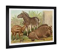 Big Box Art Framed Print of Vintage Natural History Bontebok. Quagga & GNU Design | Wall Art Picture| Home Decor for Kitchen, Living Room, Bedroom, Hallway, Black, A2 / 24.5x18 Inch / 62x45cm