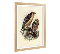 Big Box Art Framed Print of Vintage Natural History South African Lanner Design | Wall Art Picture | Home Decor for Kitchen, Living Room, Bedroom, Hallway, Oak, A2 / 24.5x18 Inch / 62x45cm