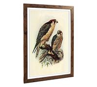 Big Box Art Framed Print of Vintage Natural History South African Lanner Design | Wall Art Picture | Home Decor for Kitchen, Living Room, Bedroom, Hallway, Walnut, A2 / 24.5x18 Inch / 62x45cm