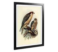 Big Box Art Framed Print of Vintage Natural History South African Lanner Design | Wall Art Picture | Home Decor for Kitchen, Living Room, Bedroom, Hallway, Black, A2 / 24.5x18 Inch / 62x45cm
