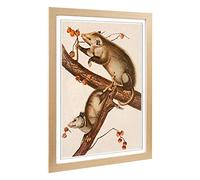 Big Box Art Framed Print of Vintage Opossum Design | Wall Art Picture | Home Decor for Kitchen, Living, Dining Room, Lounge, Bedroom, Hallway, Office, Oak, A2 / 24.5x18 Inch / 62x45cm