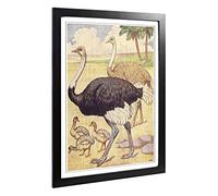 Big Box Art Framed Print of Vintage Percy J Billinghurst Ostriches Design | Wall Art Picture | Home Decor for Kitchen, Living Room, Bedroom, Hallway, Black, A2 / 24.5x18 Inch / 62x45cm