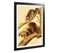 Big Box Art Framed Print of Vintage Racoon Design | Wall Art Picture | Home Decor for Kitchen, Living, Dining Room, Lounge, Bedroom, Hallway, Office, Black, A2 / 24.5x18 Inch / 62x45cm