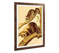 Big Box Art Framed Print of Vintage Racoon Design | Wall Art Picture | Home Decor for Kitchen, Living, Dining Room, Lounge, Bedroom, Hallway, Office, Walnut, A2 / 24.5x18 Inch / 62x45cm
