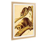 Big Box Art Framed Print of Vintage Racoon Design | Wall Art Picture | Home Decor for Kitchen, Living, Dining Room, Lounge, Bedroom, Hallway, Office, Oak, A2 / 24.5x18 Inch / 62x45cm