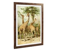 Big Box Art Framed Print of Vintage South African Giraffes Design | Wall Art Picture | Home Decor for Kitchen, Living, Dining Room, Bedroom, Hallway, Office, Walnut, A2 / 24.5x18 Inch / 62x45cm