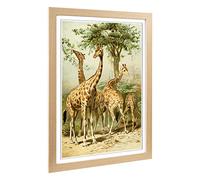 Big Box Art Framed Print of Vintage South African Giraffes Design | Wall Art Picture | Home Decor for Kitchen, Living, Dining Room, Bedroom, Hallway, Office, Oak, A2 / 24.5x18 Inch / 62x45cm