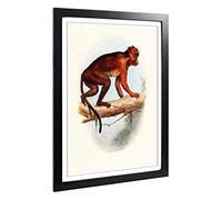 Big Box Art Framed Print of Vintage Talbot Red Colobus Monkey Design | Wall Art Picture | Home Decor for Kitchen, Living Room, Bedroom, Hallway, Black, A2 / 24.5x18 Inch / 62x45cm