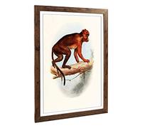 Big Box Art Framed Print of Vintage Talbot Red Colobus Monkey Design | Wall Art Picture | Home Decor for Kitchen, Living Room, Bedroom, Hallway, Walnut, A2 / 24.5x18 Inch / 62x45cm