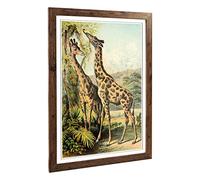 Big Box Art Framed Print of Vintage The Animal Kingdom 1897 Giraffes Design | Wall Art Picture | Home Decor for Kitchen, Living Room, Bedroom, Hallway, Walnut, A2 / 24.5x18 Inch / 62x45cm