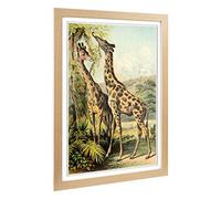 Big Box Art Framed Print of Vintage The Animal Kingdom 1897 Giraffes Design | Wall Art Picture | Home Decor for Kitchen, Living Room, Bedroom, Hallway, Oak, A2 / 24.5x18 Inch / 62x45cm