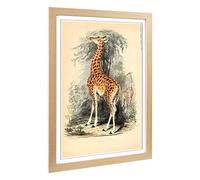 Big Box Art Framed Print of Vintage The Animal Kingdom Giraffe Design | Wall Art Picture | Home Decor for Kitchen, Living Room, Bedroom, Hallway, Oak, A2 / 24.5x18 Inch / 62x45cm
