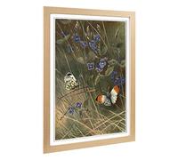 Big Box Art Framed Print of Vintage Thorburn. Archibald Orange Tip & Butterfly Design | Wall Art Picture| Home Decor for Kitchen, Living Room, Bedroom, Office, Oak, A2 / 24.5x18 Inch / 62x45cm