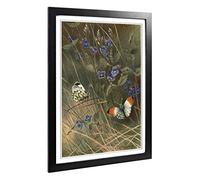 Big Box Art Framed Print of Vintage Thorburn. Archibald Orange Tip & Butterfly Design | Wall Art Picture| Home Decor for Kitchen, Living Room, Bedroom, Office, Black, A2 / 24.5x18 Inch / 62x45cm