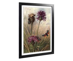 Big Box Art Framed Print of Vintage Thorburn Butterfly Six-Spot Burnet Design | Wall Art Picture | Home Decor for Kitchen, Living Room, Bedroom, Hallway, Black, A2 / 24.5x18 Inch / 62x45cm