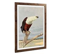 Big Box Art Framed Print of Vintage W Kuhnert African Fish Eagle Design | Wall Art Picture | Home Decor for Kitchen, Living Room, Bedroom, Hallway, Walnut, A2 / 24.5x18 Inch / 62x45cm