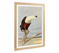 Big Box Art Framed Print of Vintage W Kuhnert African Fish Eagle Design | Wall Art Picture | Home Decor for Kitchen, Living Room, Bedroom, Hallway, Oak, A2 / 24.5x18 Inch / 62x45cm