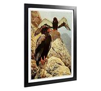 Big Box Art Framed Print of Vintage W Kuhnert Bateleur Eagle Design | Wall Art Picture | Home Decor for Kitchen, Living Room, Bedroom, Hallway, Black, A2 / 24.5x18 Inch / 62x45cm