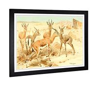 Big Box Art Framed Print of Vintage W Kuhnert Dorcas Gazelle Design | Wall Art Picture | Home Decor for Kitchen, Living Room, Bedroom, Hallway, Black, A2 / 24.5x18 Inch / 62x45cm