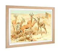 Big Box Art Framed Print of Vintage W Kuhnert Dorcas Gazelle Design | Wall Art Picture | Home Decor for Kitchen, Living Room, Bedroom, Hallway, Oak, A2 / 24.5x18 Inch / 62x45cm