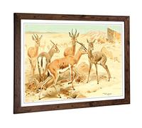 Big Box Art Framed Print of Vintage W Kuhnert Dorcas Gazelle Design | Wall Art Picture | Home Decor for Kitchen, Living Room, Bedroom, Hallway, Walnut, A2 / 24.5x18 Inch / 62x45cm