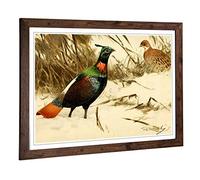 Big Box Art Framed Print of Vintage W Kuhnert Himalayan Monal Pheasant Design | Wall Art Picture | Home Decor for Kitchen, Living Room, Bedroom, Hallway, Walnut, A2 / 24.5x18 Inch / 62x45cm