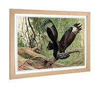 Big Box Art Framed Print of Vintage W Kuhnert Long-Crested Eagle Design | Wall Art Picture | Home Decor for Kitchen, Living Room, Bedroom, Hallway, Oak, A2 / 24.5x18 Inch / 62x45cm