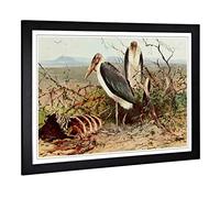 Big Box Art Framed Print of Vintage W Kuhnert Marabou Stork Design | Wall Art Picture | Home Decor for Kitchen, Living Room, Bedroom, Hallway, Black, A2 / 24.5x18 Inch / 62x45cm