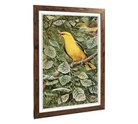 Big Box Art Framed Print of Vintage W Kuhnert Oriole Design | Wall Art Picture | Home Decor for Kitchen, Living, Dining Room, Bedroom, Hallway, Office, Walnut, A2 / 24.5x18 Inch / 62x45cm