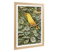 Big Box Art Framed Print of Vintage W Kuhnert Oriole Design | Wall Art Picture | Home Decor for Kitchen, Living, Dining Room, Bedroom, Hallway, Office, Oak, A2 / 24.5x18 Inch / 62x45cm