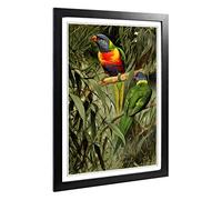 Big Box Art Framed Print of Vintage W Kuhnert Rainbow Lorikeet Design | Wall Art Picture | Home Decor for Kitchen, Living Room, Bedroom, Hallway, Black, A2 / 24.5x18 Inch / 62x45cm
