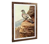 Big Box Art Framed Print of Vintage W Kuhnert Rock Dove Design | Wall Art Picture | Home Decor for Kitchen, Living, Dining Room, Bedroom, Hallway, Office, Walnut, A2 / 24.5x18 Inch / 62x45cm