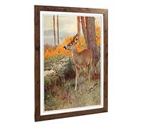 Big Box Art Framed Print of Vintage W Kuhnert Roe Deer Design | Wall Art Picture | Home Decor for Kitchen, Living, Dining Room, Bedroom, Hallway, Office, Walnut, A2 / 24.5x18 Inch / 62x45cm
