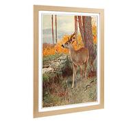 Big Box Art Framed Print of Vintage W Kuhnert Roe Deer Design | Wall Art Picture | Home Decor for Kitchen, Living, Dining Room, Bedroom, Hallway, Office, Oak, A2 / 24.5x18 Inch / 62x45cm