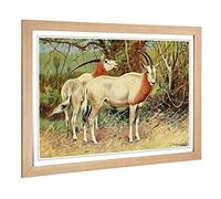 Big Box Art Framed Print of Vintage W Kuhnert Sable Antelope Design | Wall Art Picture | Home Decor for Kitchen, Living Room, Bedroom, Hallway, Oak, A2 / 24.5x18 Inch / 62x45cm