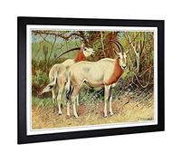 Big Box Art Framed Print of Vintage W Kuhnert Sable Antelope Design | Wall Art Picture | Home Decor for Kitchen, Living Room, Bedroom, Hallway, Black, A2 / 24.5x18 Inch / 62x45cm