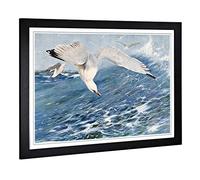 Big Box Art Framed Print of Vintage W Kuhnert Silver Gull Design | Wall Art Picture | Home Decor for Kitchen, Living, Dining Room, Bedroom, Hallway, Office, Black, A2 / 24.5x18 Inch / 62x45cm