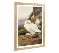 Big Box Art Framed Print of Vintage W Kuhnert Snowy Owl Design | Wall Art Picture | Home Decor for Kitchen, Living, Dining Room, Bedroom, Hallway, Office, Oak, A2 / 24.5x18 Inch / 62x45cm