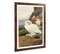 Big Box Art Framed Print of Vintage W Kuhnert Snowy Owl Design | Wall Art Picture | Home Decor for Kitchen, Living, Dining Room, Bedroom, Hallway, Office, Walnut, A2 / 24.5x18 Inch / 62x45cm