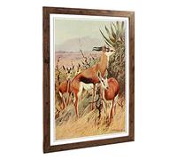Big Box Art Framed Print of Vintage W Kuhnert Springbok Design | Wall Art Picture | Home Decor for Kitchen, Living, Dining Room, Bedroom, Hallway, Office, Walnut, A2 / 24.5x18 Inch / 62x45cm