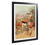 Big Box Art Framed Print of Vintage W Kuhnert Springbok Design | Wall Art Picture | Home Decor for Kitchen, Living, Dining Room, Bedroom, Hallway, Office, Black, A2 / 24.5x18 Inch / 62x45cm