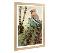 Big Box Art Framed Print of Vintage W Kuhnert Waxwing Design | Wall Art Picture | Home Decor for Kitchen, Living, Dining Room, Bedroom, Hallway, Office, Oak, A2 / 24.5x18 Inch / 62x45cm