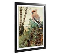 Big Box Art Framed Print of Vintage W Kuhnert Waxwing Design | Wall Art Picture | Home Decor for Kitchen, Living, Dining Room, Bedroom, Hallway, Office, Black, A2 / 24.5x18 Inch / 62x45cm