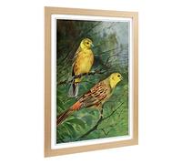 Big Box Art Framed Print of Vintage W Kuhnert Yellow Bunting Design | Wall Art Picture | Home Decor for Kitchen, Living Room, Bedroom, Hallway, Oak, A2 / 24.5x18 Inch / 62x45cm