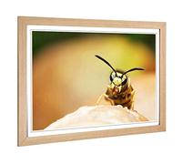 Big Box Art Framed Print of Wasp Design | Wall Art Picture | Home Decor for Kitchen, Living, Dining Room, Lounge, Bedroom, Hallway, Office, Oak, A2 / 24.5x18 Inch / 62x45cm