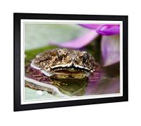 Big Box Art Framed Print of Water Lily Toad 2 Design | Wall Art Picture | Home Decor for Kitchen, Living, Dining Room, Lounge, Bedroom, Hallway, Office, Black, A2 / 24.5x18 Inch / 62x45cm