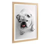 Big Box Art Framed Print of White British Bulldog (3) Design | Wall Art Picture | Home Decor for Kitchen, Living, Dining Room, Bedroom, Hallway, Office, Oak, A2 / 24.5x18 Inch / 62x45cm